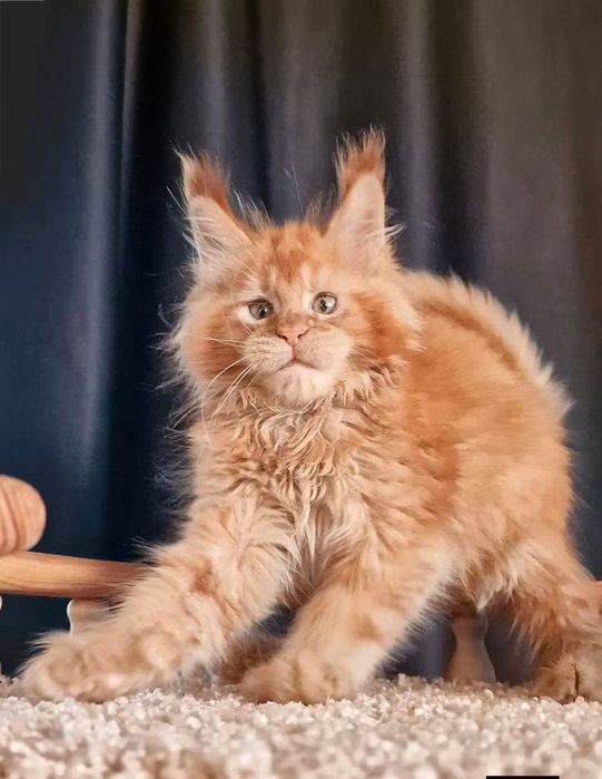Продам кошенят Мейнкун
