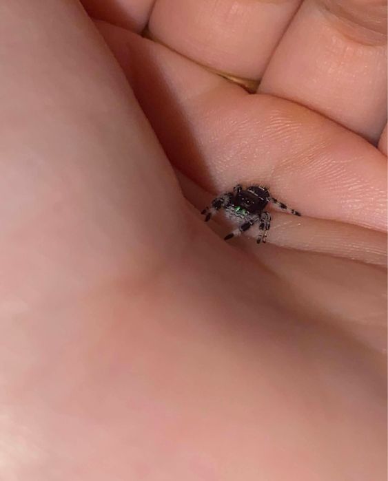 Skakun Phidippus Regius Everglades