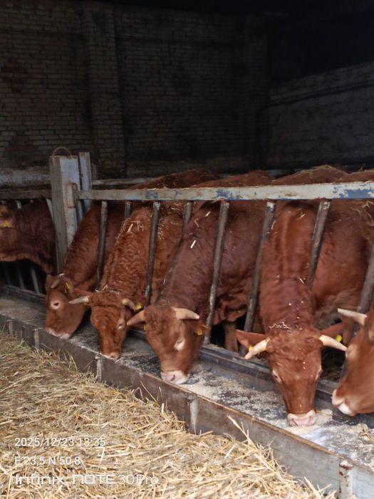 Sprzedam jałówki cielne 4 sztuki