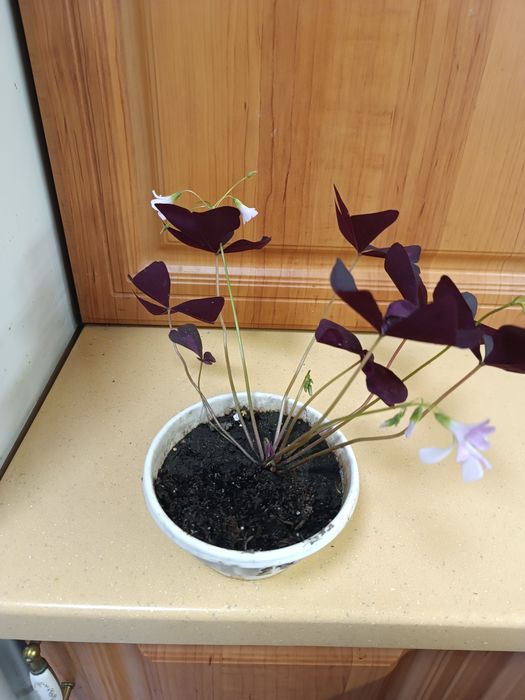 Кислица , оксалис.