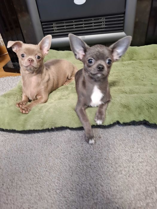 Zhasmin w bardzo rzadkim umaszczeniu Isabella