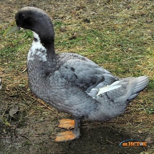 Акция Инкубационное яйцо утки Голубой фаворит