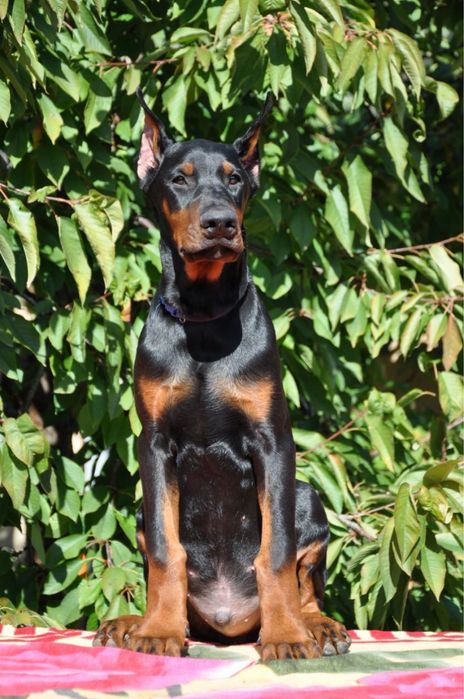 Цуценята Добермана