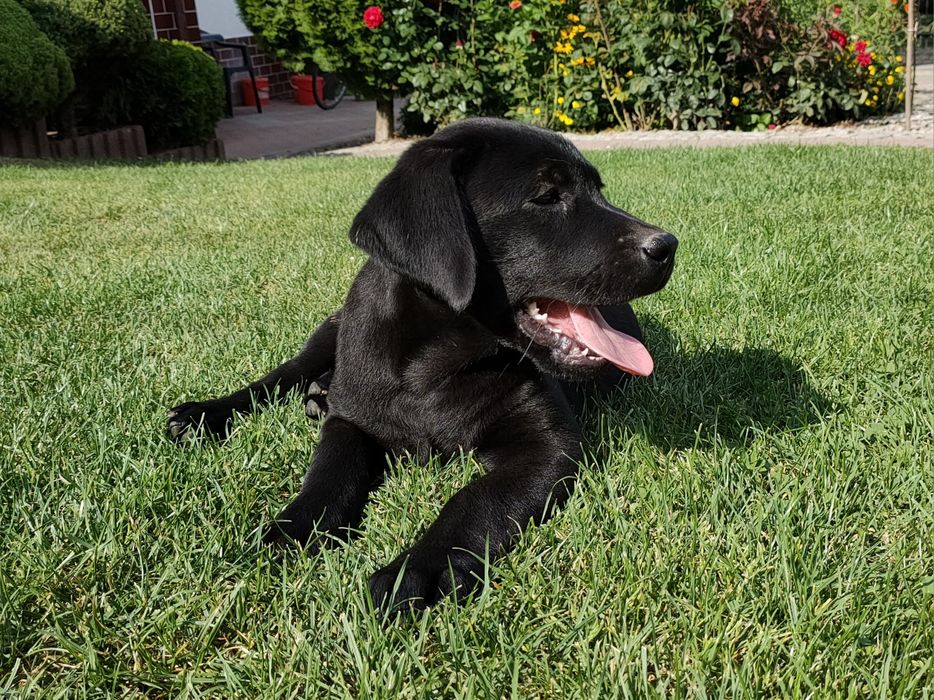 Labrador Retriever, ostatnia mocnej budowy SUCZKA! Już do odbioru!