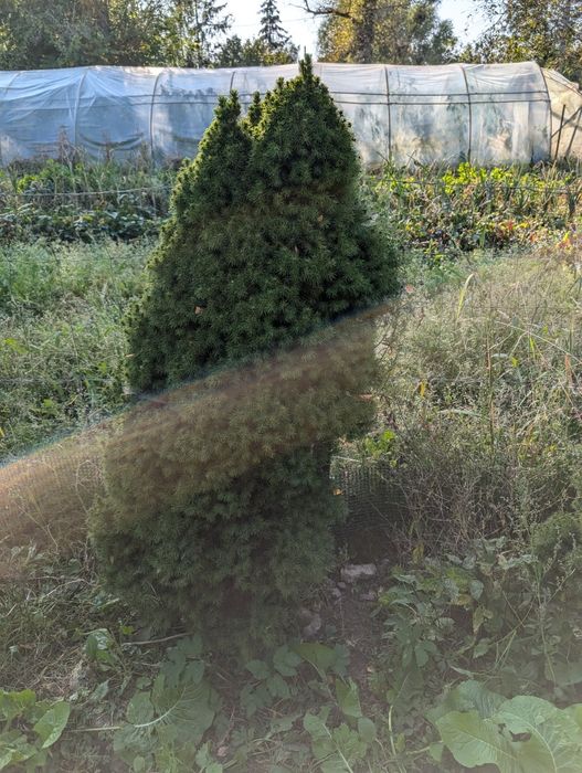 Świerk conica biały