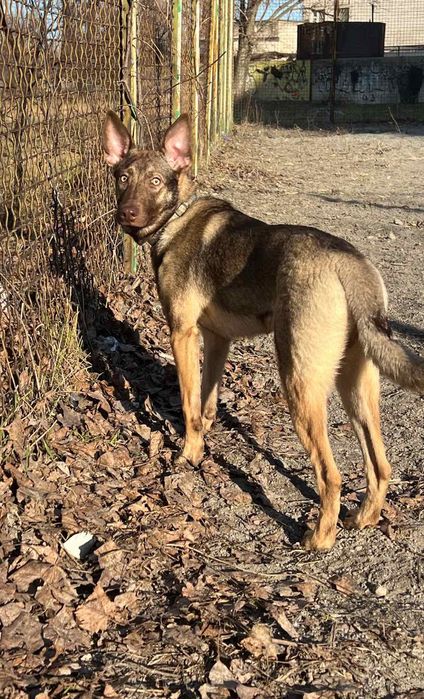 Отдам в хорошие руки