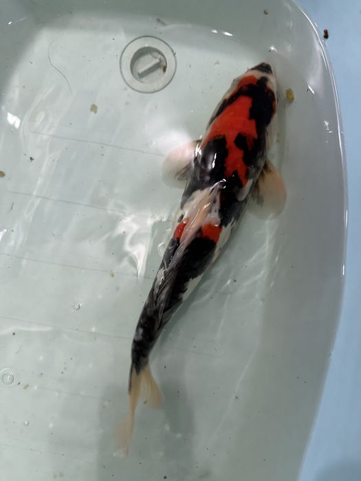 Carpas Koi japonesas