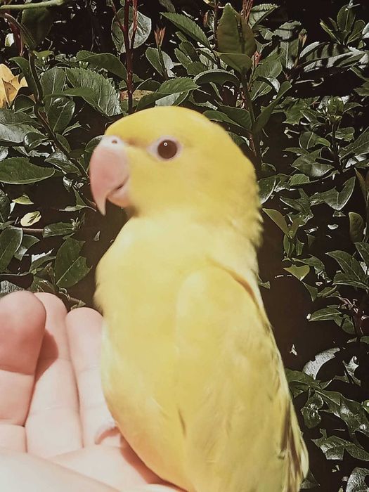 Ring neck domesticados