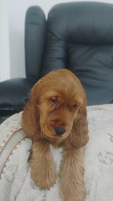 Sprzedam Cocker Spaniela