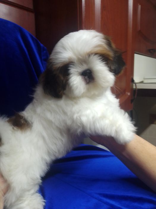 Маленьке медвежатко Ши-тцу.