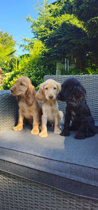 Cocker Spaniel angielski z rodowodem