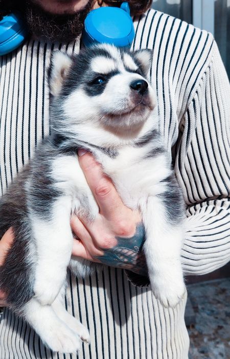 Сибірський хаскі - дівчинка та хлопчик