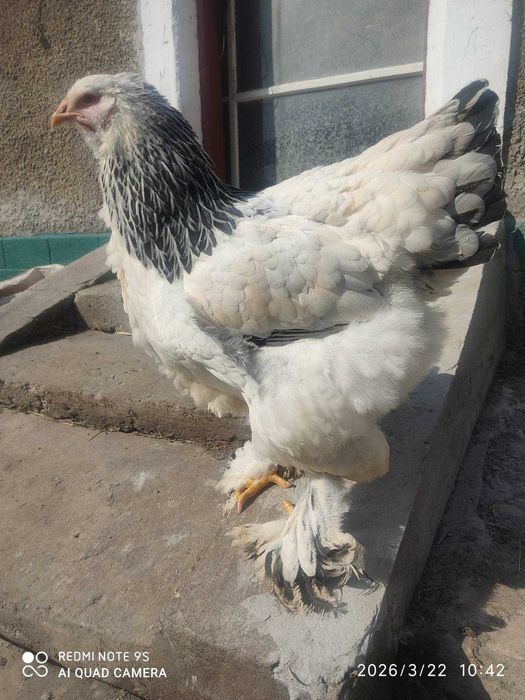 Продам кури Брама Світла, сім'я