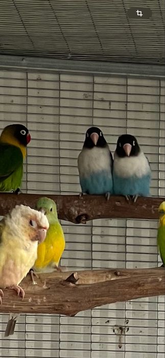Agapornis ficher e personatus sexados