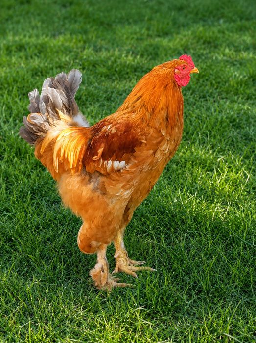 Vendo galo Brahma