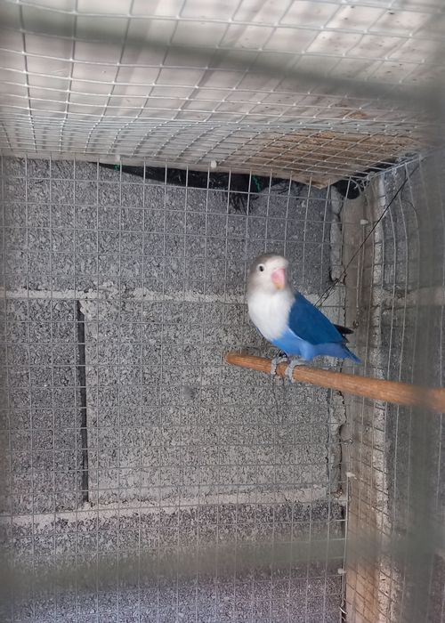 Casal Agapornis Ficher