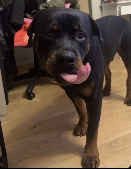 Młody Rottweiler szuka domu