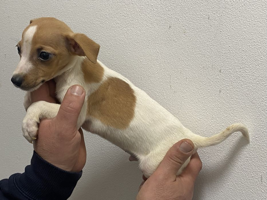 Джеки хлопчики, дівчата