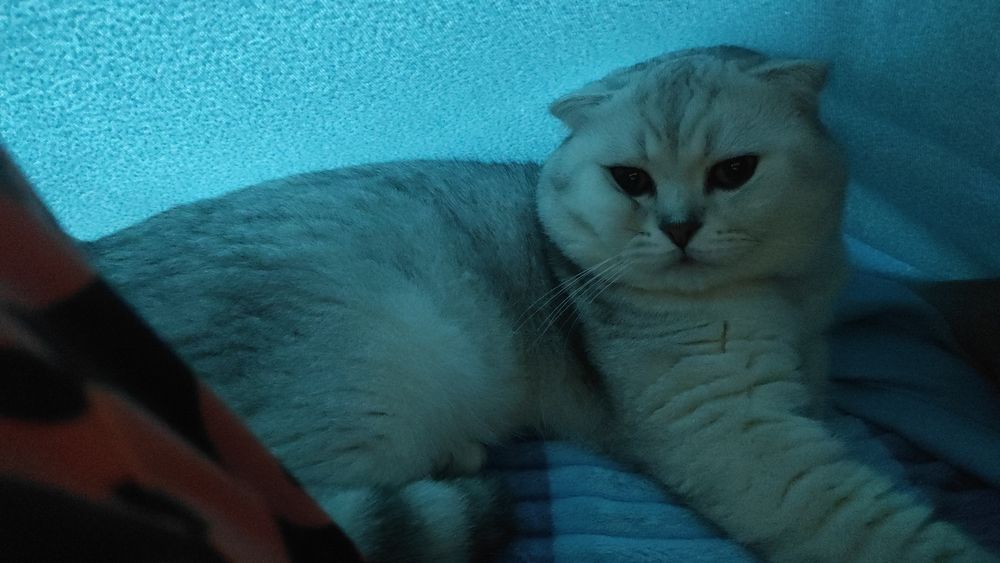 Досвідчений вісловухий кіт