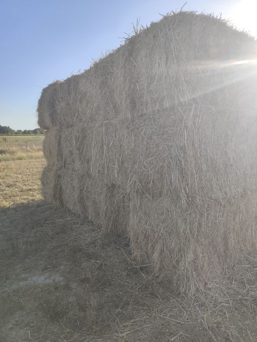 Fardos de feno nascediço com algum trigo e azevém