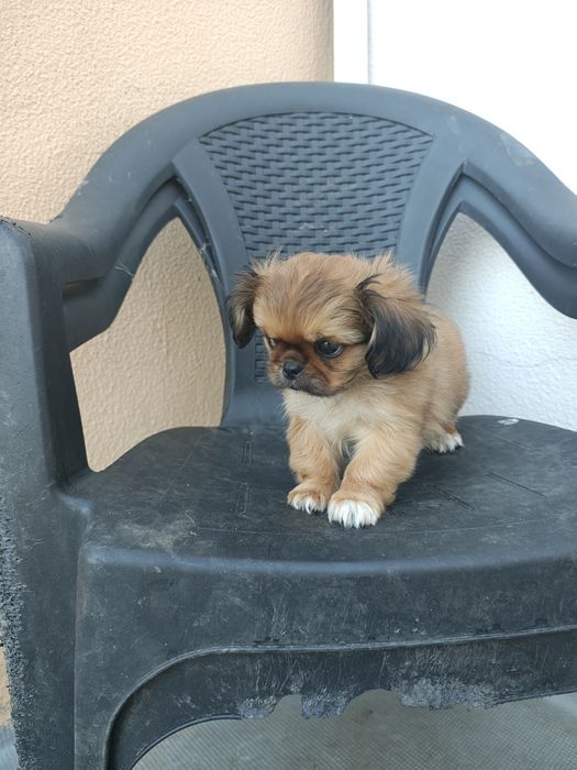 Pequines / Pequinois fêmea pura