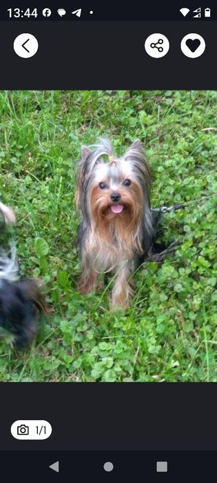 Маленькі йоркшерські тер'єри