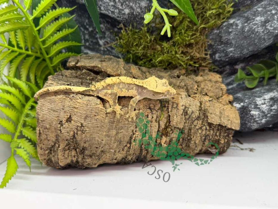 Gekon orzęsiony Gekony orzęsione Grudziądz