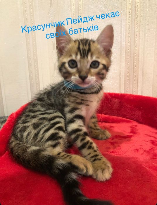 Бенгальські кошенята