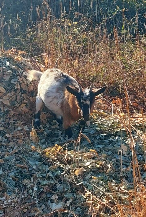 Cabras Anãs (fêmeas)