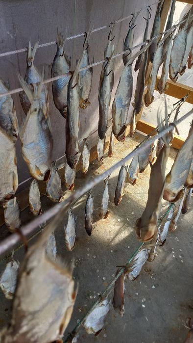 Вяленая густера,плотва,чехонь, подлещик