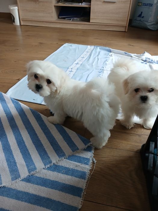 Suczka MALSHI maltanczyk shih tzu