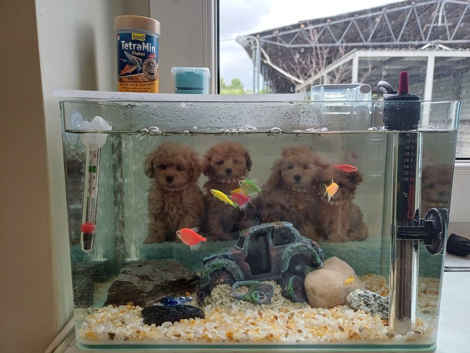 Akwarium z wyposażeniem i rybkami