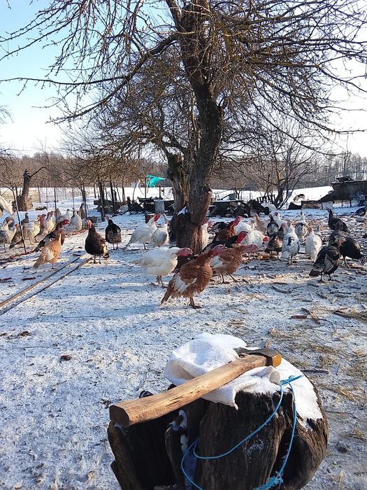 Продам Індиків домашні