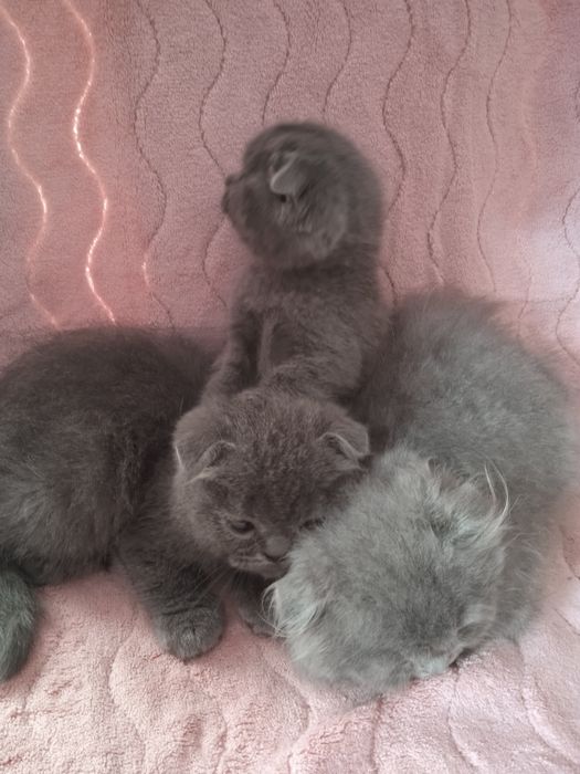 Шотландські кошенята