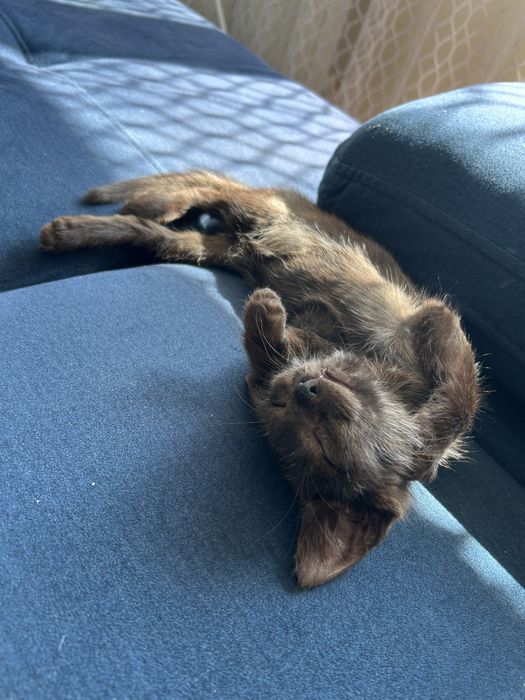 Kot Felek szuka domu