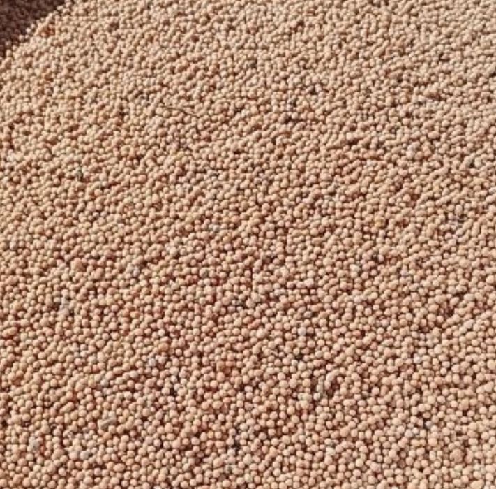 Мікрозелень гірчиця