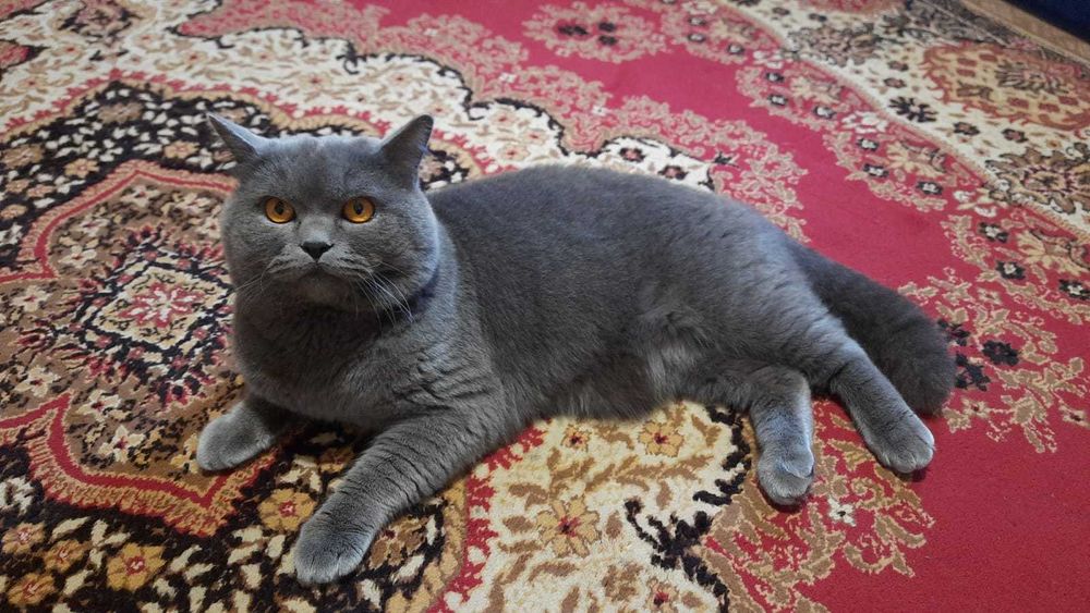 Шотландский красавец, подарит прекрасное потомство ! (Вязка.)