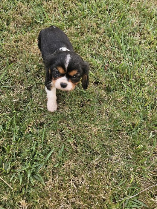 Cavalier King Charles Spaniel
