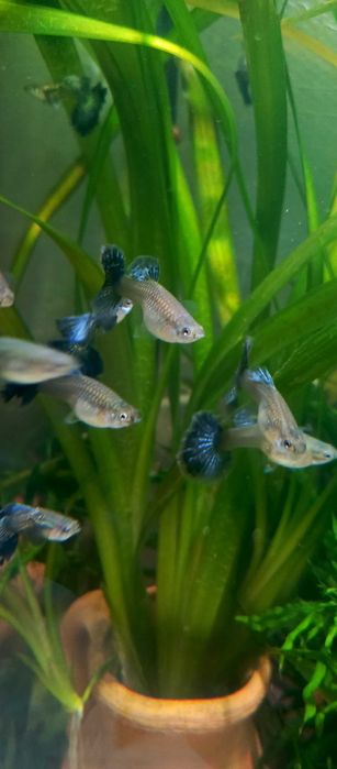 Ryby akwariowe różne gatunki