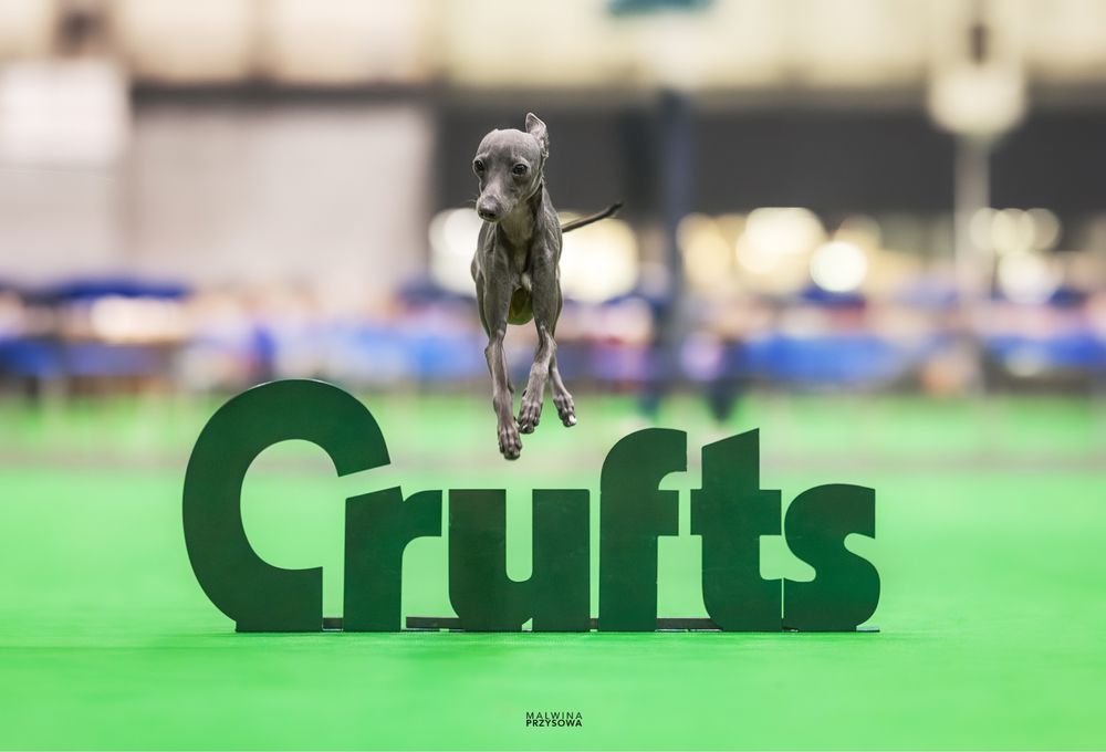 Charcik wloski - szczeniak- -ZKwP/FCI - postaw na odpowiedzIalny wybór