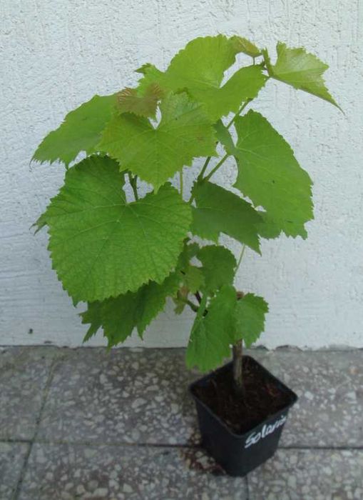 WINOROŚL SOLARIS Vitis - sadzonki w doniczkach