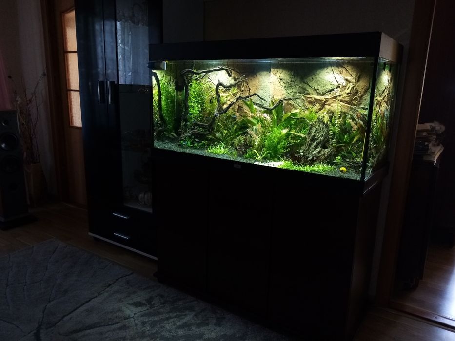 Акваріумні рослини