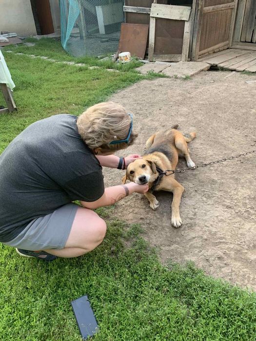 Пес в добрі руки