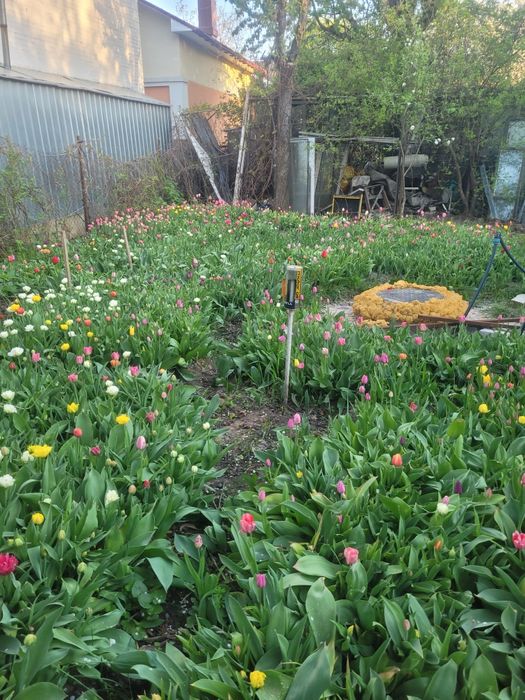 Цибулини  тюльпанів  2грн міксом 6грн