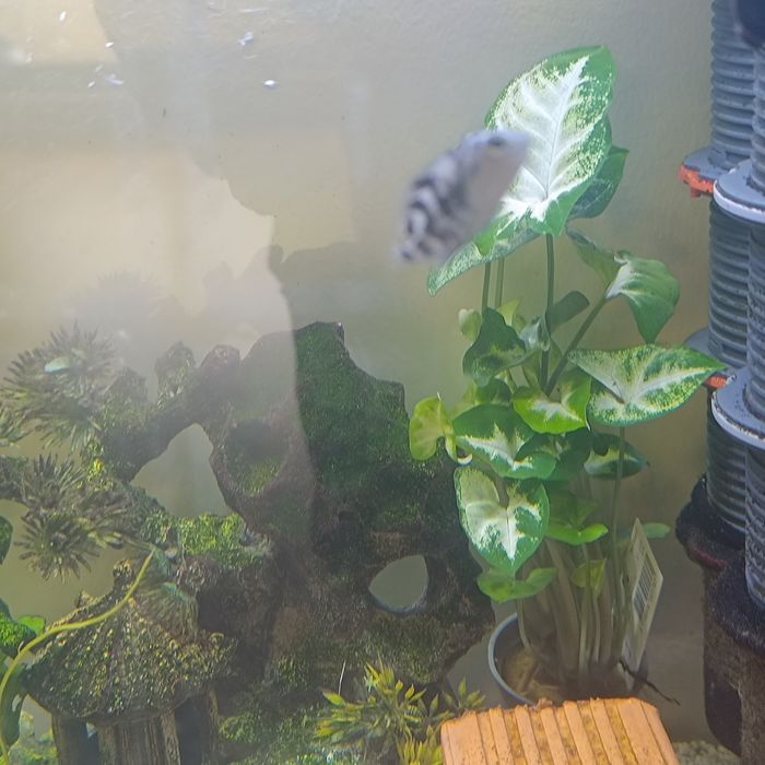 Papagaio anão varios