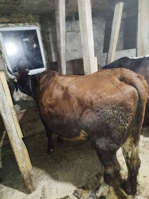 Продам корову вечірка