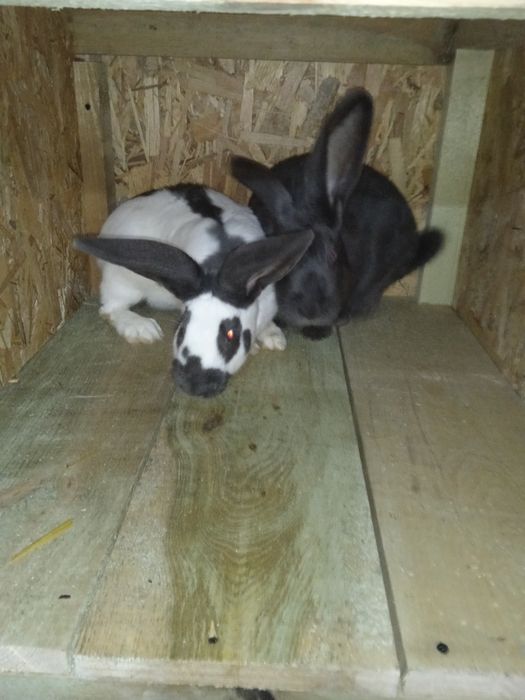 Srokacz niemiecki samica