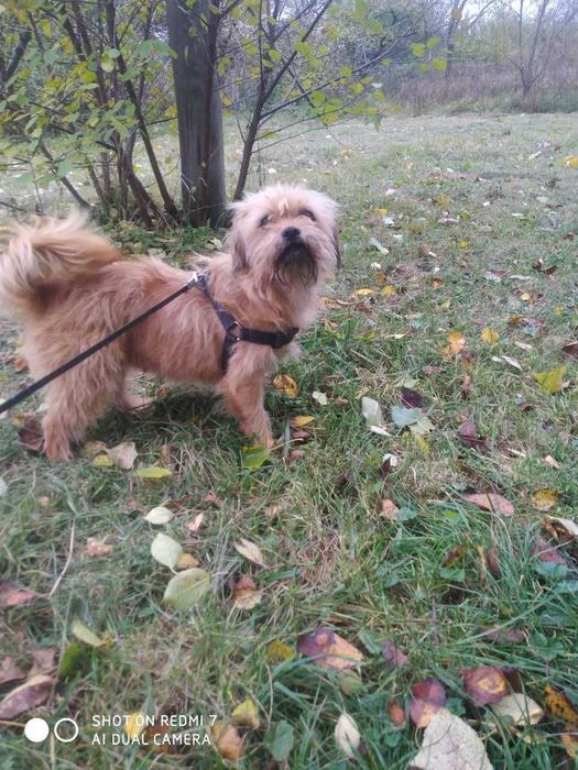 Собака в добрі руки