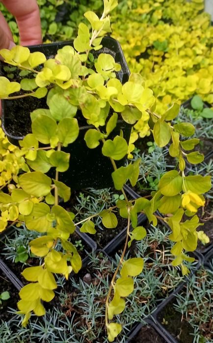 Вербейник монетчатий