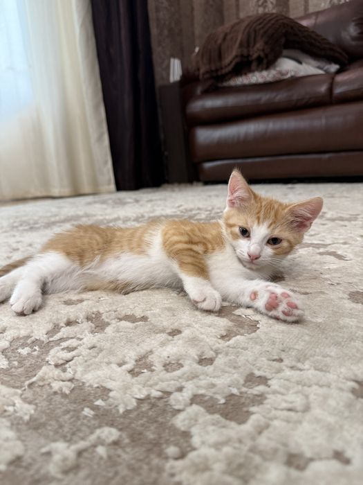 Кошеня 2 місяці хлопчик
